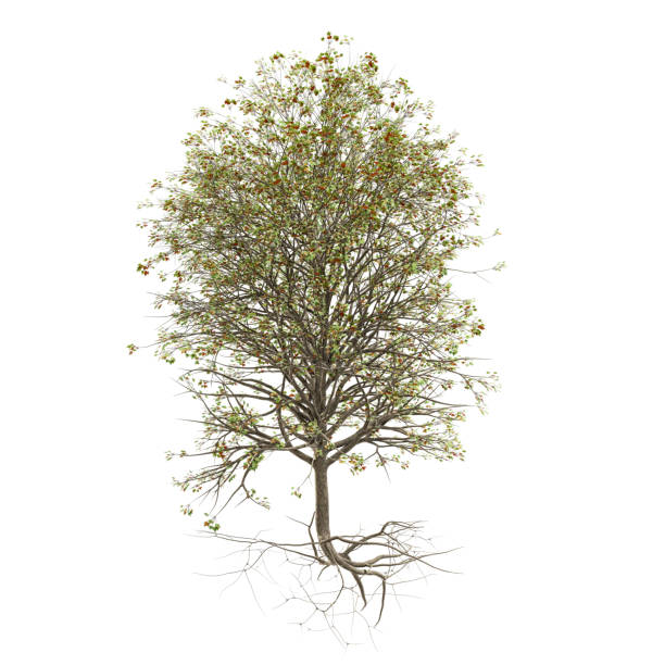 istock tree with lots of green leaves and exposed roots 1263897477
