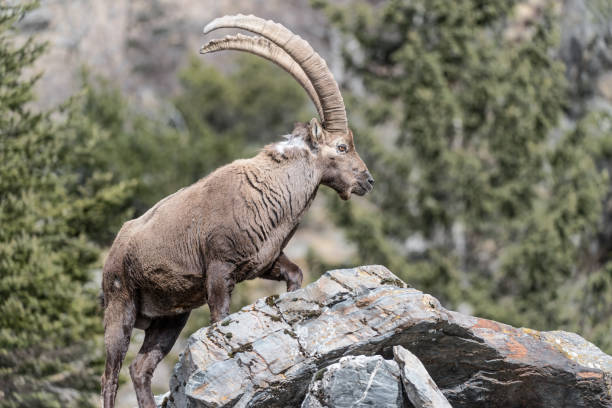 istock The King of the Alps mountains (Capra ibex) 1263897577