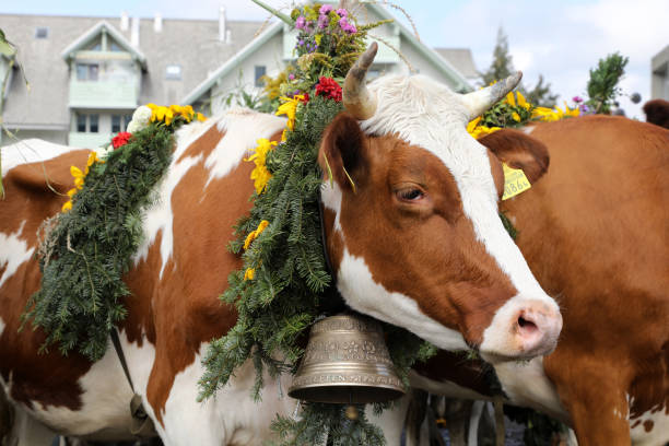 nahaufnahme einer mit blumen geschmückten kuh in der schweiz - cow swiss culture switzerland cattle stock-fotos und bilder