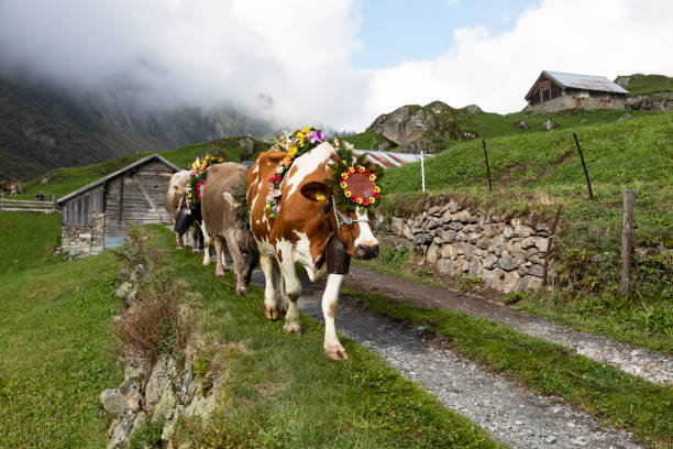 Ceremonial driving down of cattle from the mountain in Switzerland stock photo