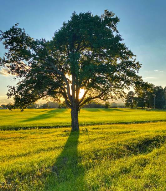 istock Sunset in Rural Arkansas 1263900887