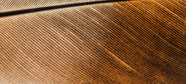 istock brown dove feather with visible details 1263901122