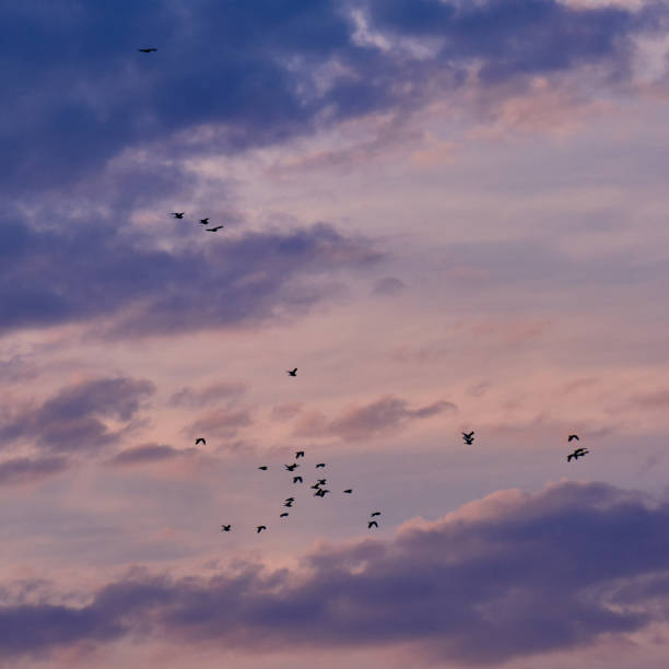istock Flock of birds during the sunset 1263901700