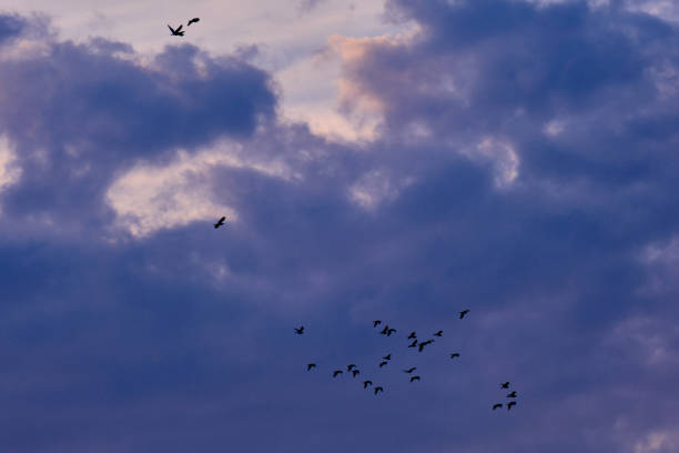 istock Flock of birds during the sunset 1263901808