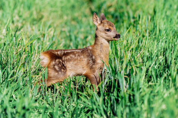 istock Beautiful Deer Fawn standing on meadow 1263901839