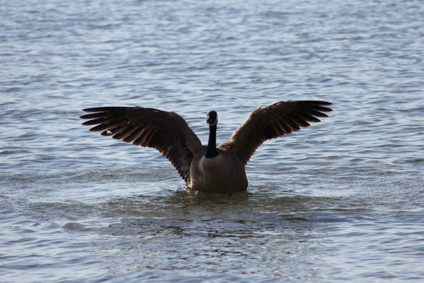 istock Canada Goose wings wide 1263902270