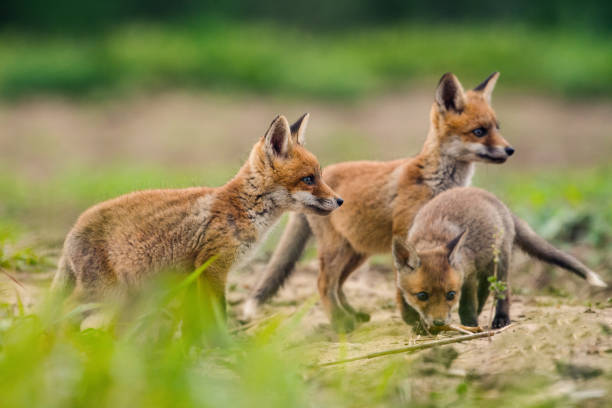 istock Red fox. Cute little wild predators in natural environment. 1263902919