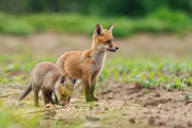 istock Red fox. Cute little wild predators in natural environment. 1263902962