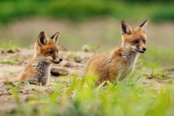 istock Red fox. Cute little wild predators in natural environment. 1263903027