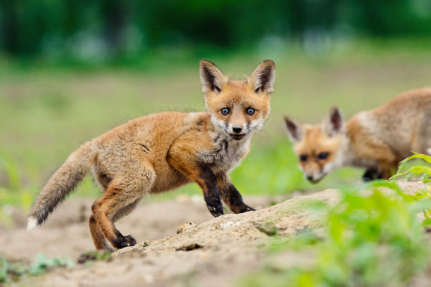 istock Red fox. Cute little wild predators in natural environment. 1263903058