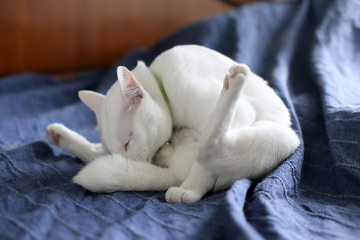 The white cat lying on the humanâs bed