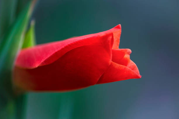 istock background beautiful red flower close-up 1263904319