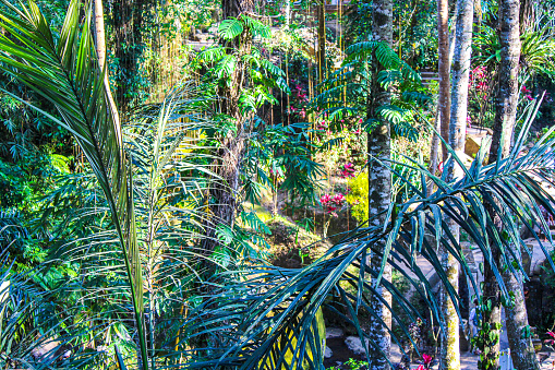 The impressive agave plants, standing tall and dominant, showcase the diverse flora within Jardin Botanico, located in Puerto de la Cruz, Tenerife, Canary Islands.