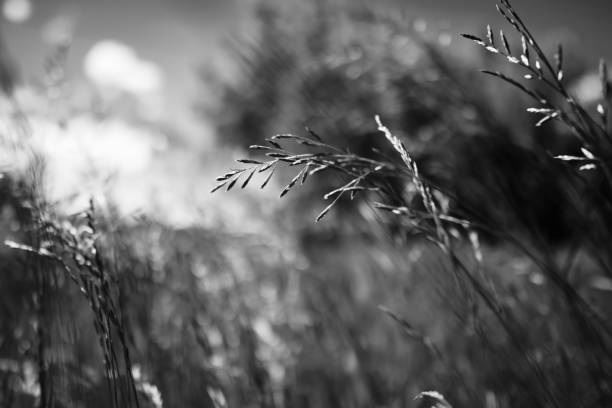 istock Summer field grass with a strong blurred background 1263905690