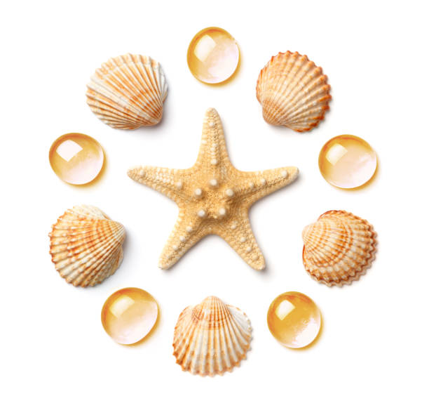 padrão na forma de um círculo de conchas do mar e estrela-do-mar isolado em um fundo branco. - overhand - fotografias e filmes do acervo