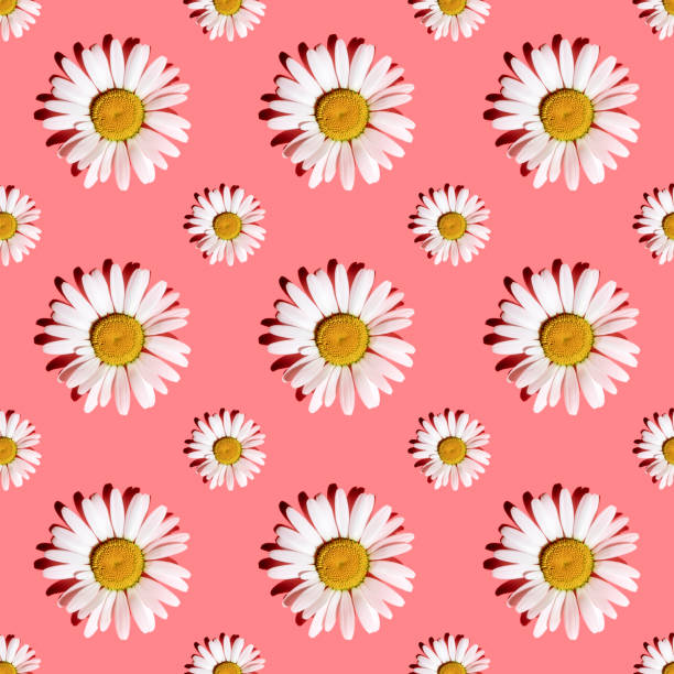 White daisies on a pink background with hard shadows, flat flat, top view, seamless texture. Floral bright pattern. Minimalistic bright summer background in pop art style. Fashionable solar light.
