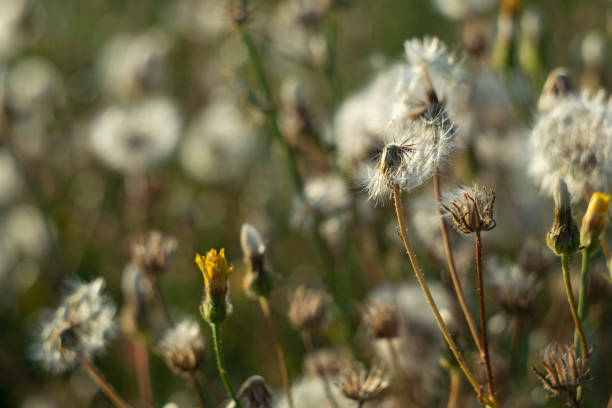 istock wild flowers in the field macro 1263908127