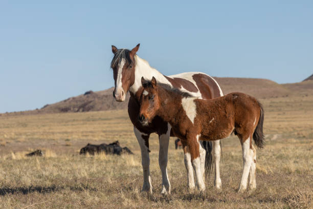 istock Wild Horse Mare and Foal in Utah 1263908978