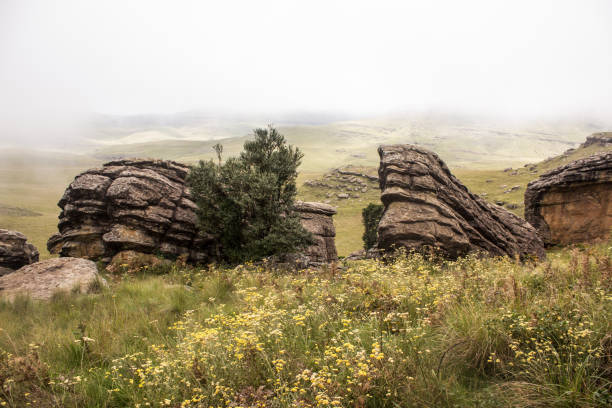 Boulders in wild Flowers Sandstone boulders surrounded by yellow wild flowers on a misty day in Cobham in the the Southern Drakensberg, South Africa drakensberg flower mountain south africa stock pictures, royalty-free photos & images