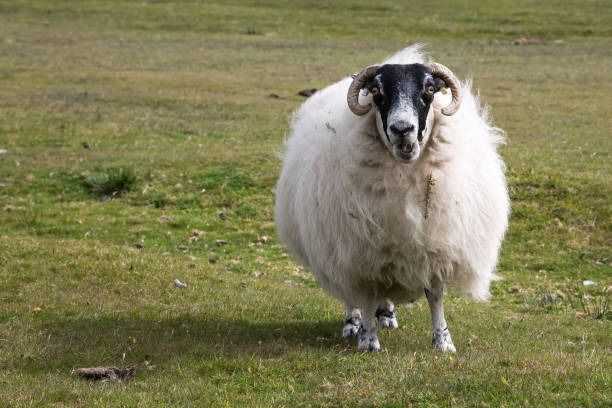 istock Swaledale sheep wearing thick coat ready to be shaved, Cornwall UK 1263910410