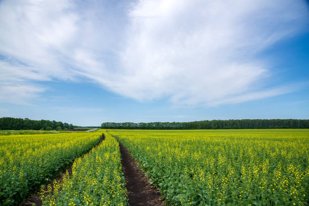 istock Flowering mustard fields on a sunny summer day. Dirt road going far. 1263910804