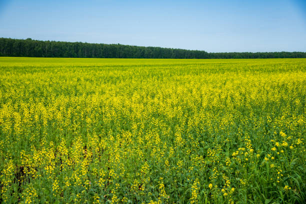 floración de los campos de mostaza en un día soleado de verano. - mustard plant mustard field clear sky sky fotografías e imágenes de stock