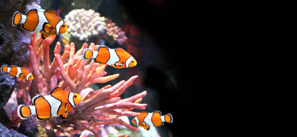 istock Sea coral and clown fish 1263911568
