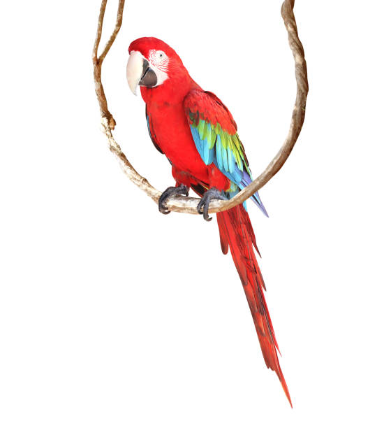 นกแก้ว ara บน liane - scarlet macaw ภาพสต็อก ภาพถ่ายและรูปภาพปลอดค่าลิขสิทธิ์