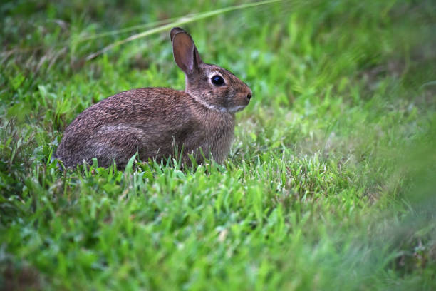 istock Eastern Cottontail With Ears at Attention 1263912262