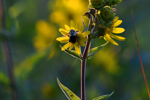 A bee visits a yellow prairie sunflower in Iowa in an image with space for copy to the left of the frame.
