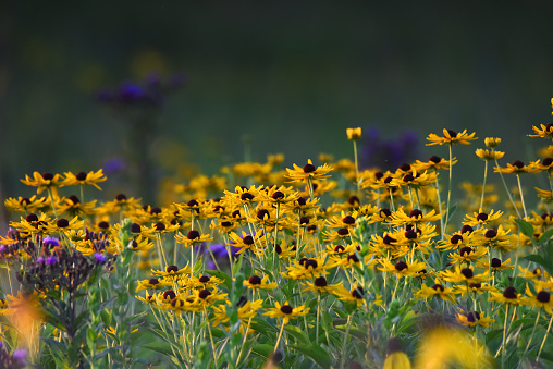 Yellow coneflowers grow in an Iowa prairie in an image with space for copy at the top of the frame.