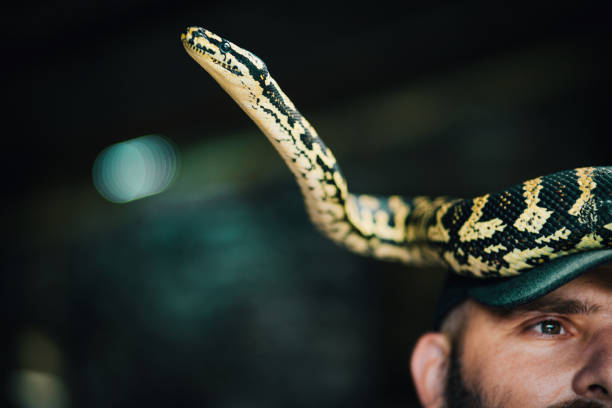istock Unusual Wild Pet 1263913315