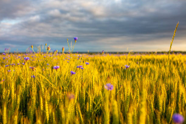 istock Wheat field with purple wildflowers 1263913388