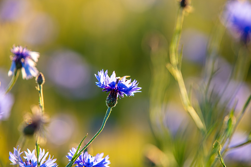 forget me not flower on a mountain meadow at a summer morning