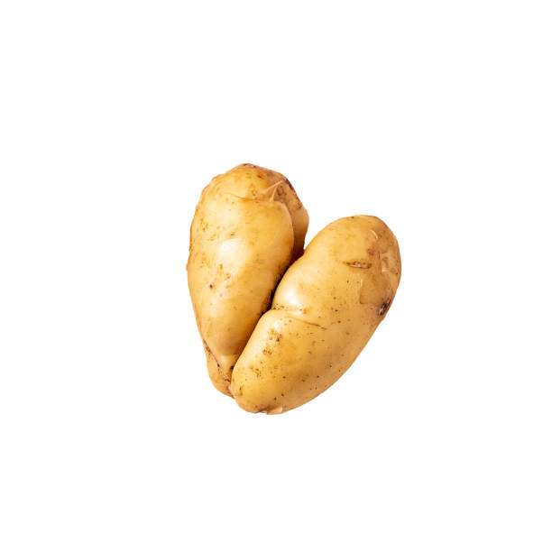 Flat lay ugly curved bent potato isolated on white background.