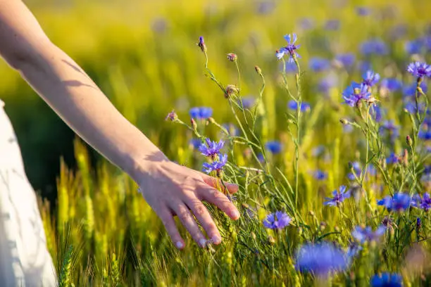 Close-up of woman hand touching wildflowers