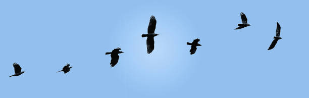 istock Wild Bird flying naturally in the sky.India.may 2020. 1263914666