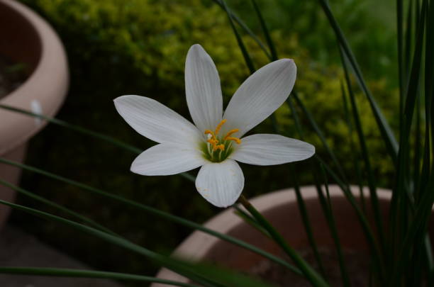 istock Zephyranthes lily Rain lily evening flashlight white coloured 1263914677