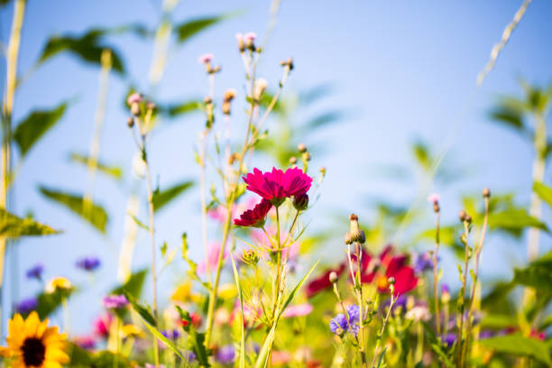 Flower fields beyond the wire fence in the front blur.