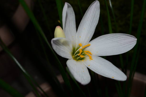 istock Zephyranthes lily Rain lily evening flashlight 1263914724