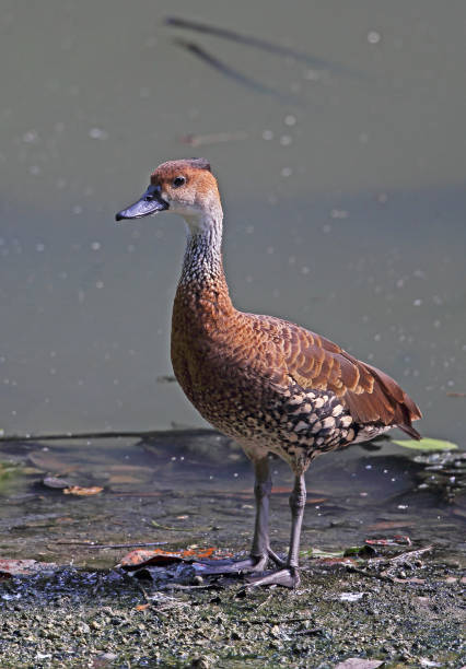 istock West Indian Whistling-duck 1263914832