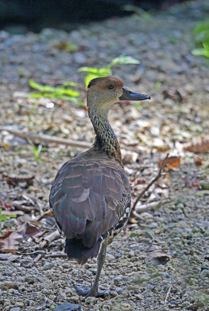 istock West Indian Whistling-duck 1263914922
