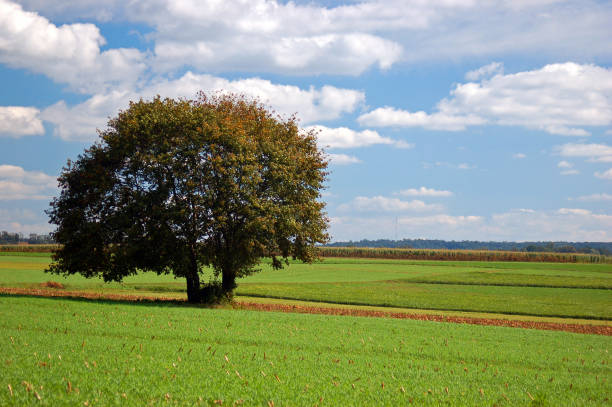 istock A lone tree in fertile farmland 1263916082
