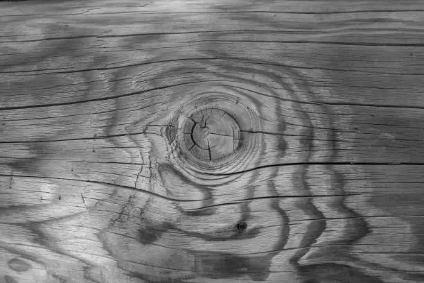 Old tree log fragment. Black and white background image. Wood texture.