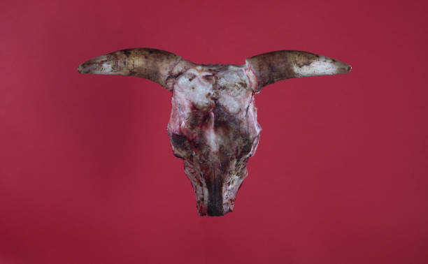 bull skull with horns isolated on red background