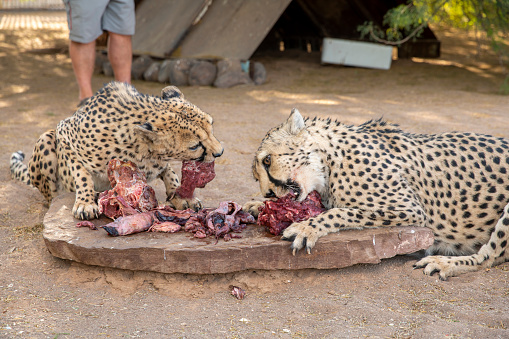 Close-up of two cheetahs (Acinonyx jubatus) eating meat