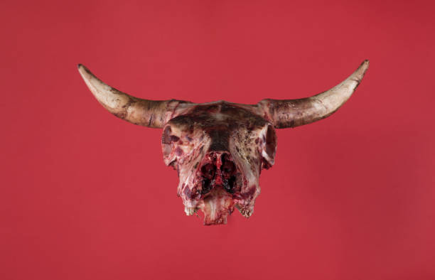 istock bull skull with horns isolated on red background 1263918711