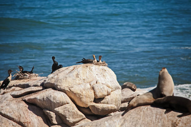 cape fur seal arctocephalus pusillus on the rocks 11705 - 11705 photos et images de collection