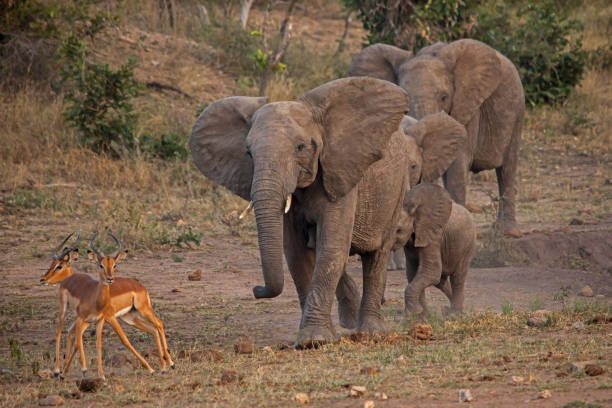 istock Elephant and Impala interaction at the waterhole 10648 1263919437