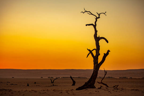 Silhouette of tree on desert against dramatic sky at dusk